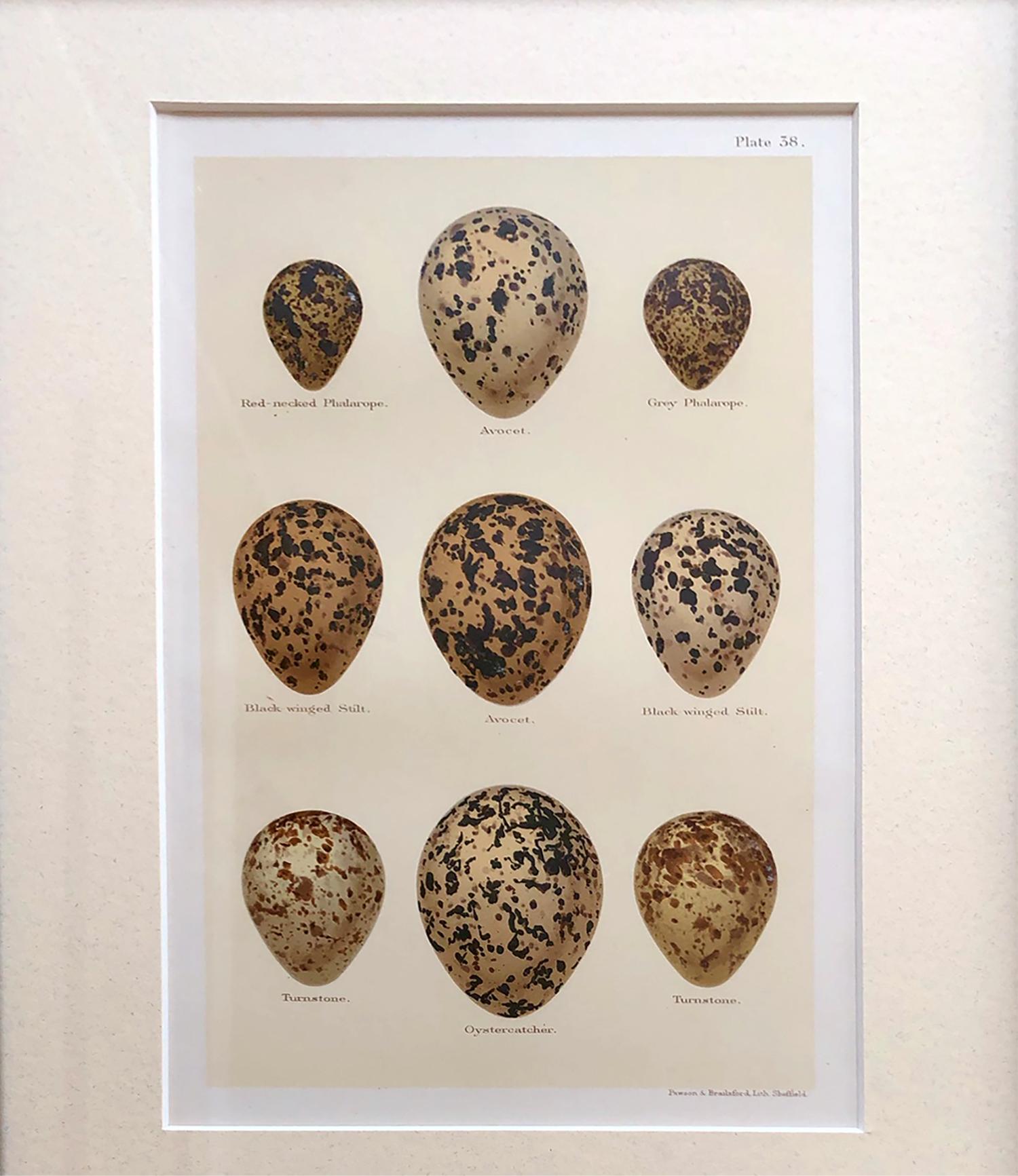 English Set of Twelve 19th Century Chromolithographs of Eggs