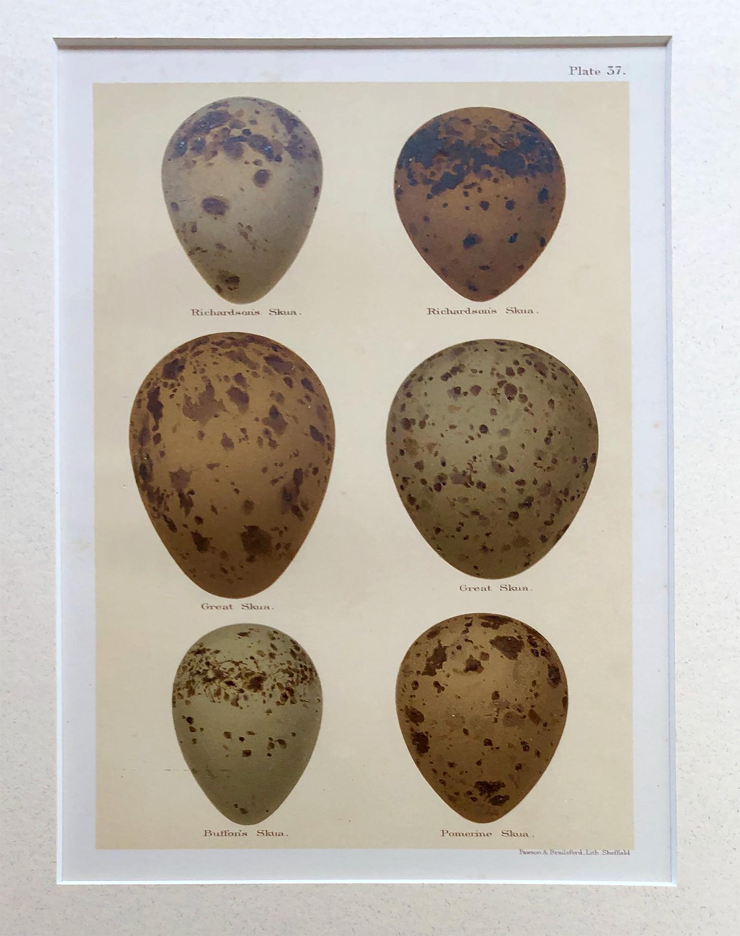Set of Twelve 19th Century Chromolithographs of Eggs In Good Condition In Tetbury, Gloucestershire