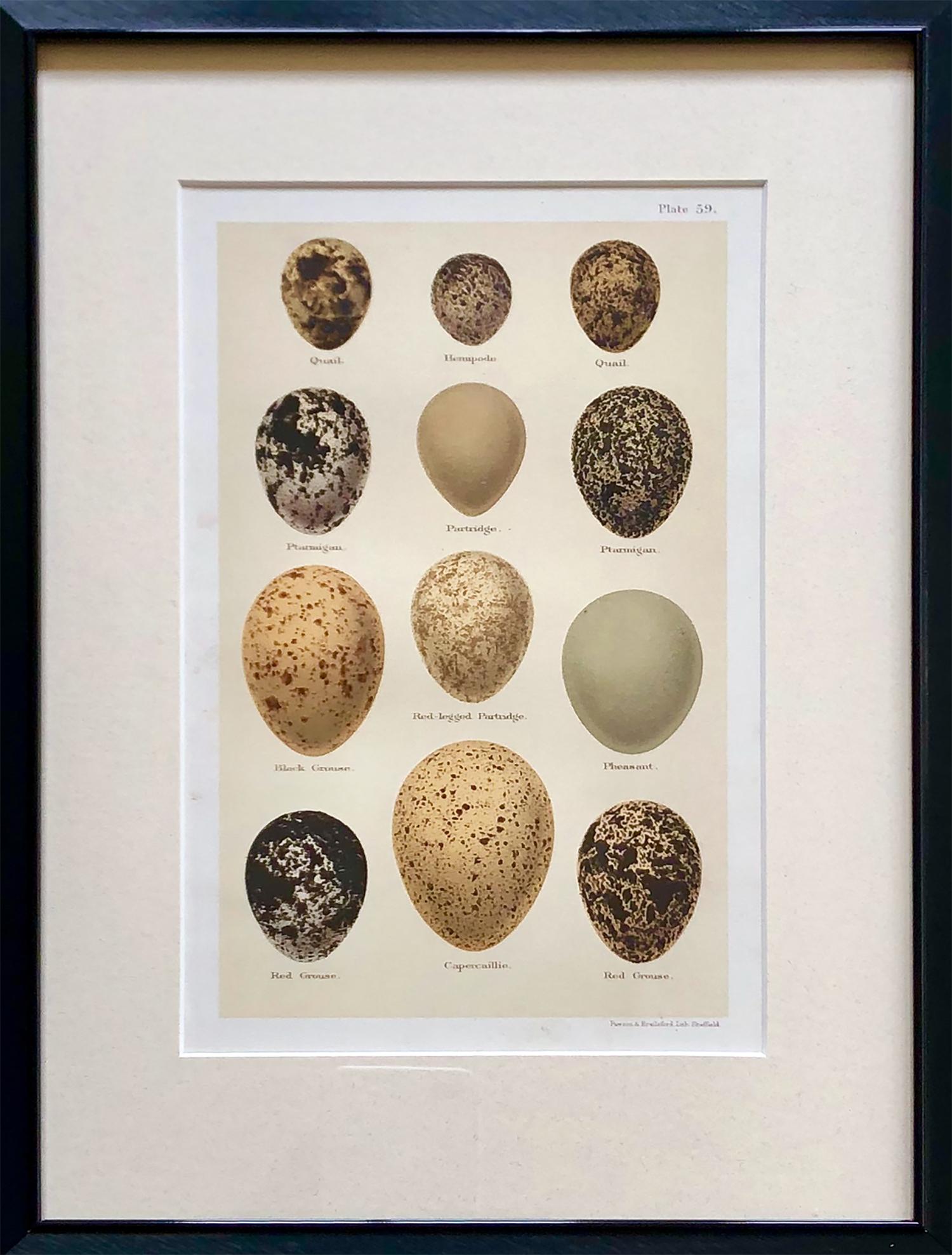 Set of Twelve 19th Century Chromolithographs of Eggs 2