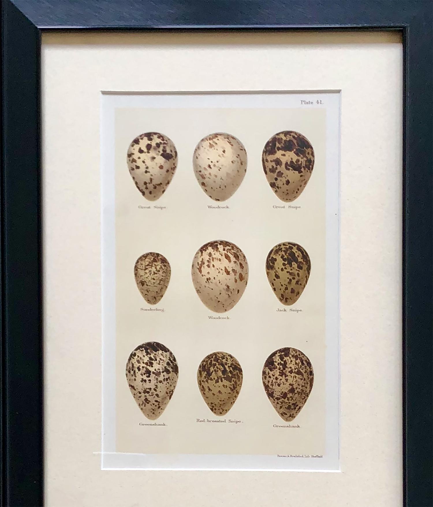 Set of Twelve 19th Century Chromolithographs of Eggs 3