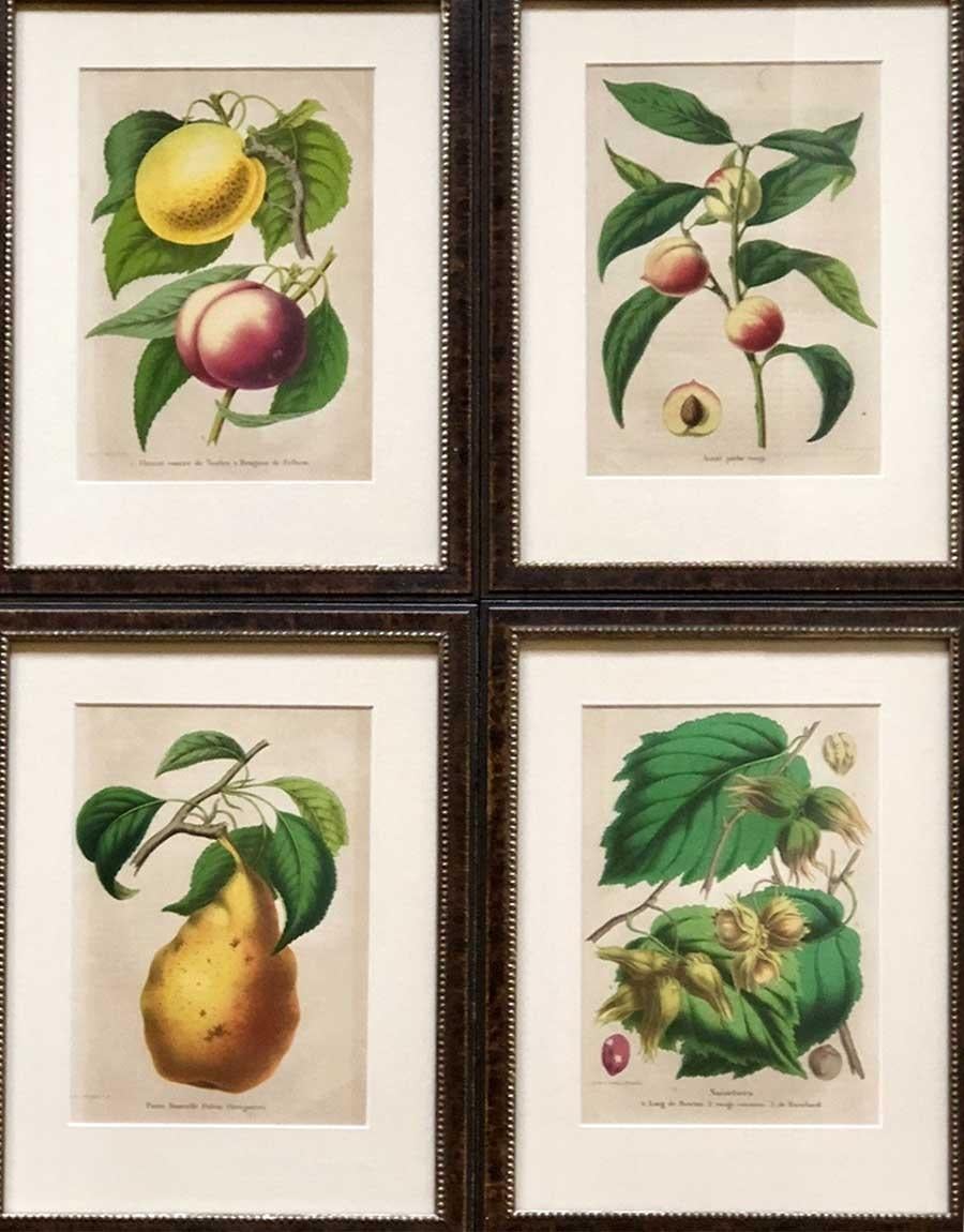 Set of Twelve 19th Century Chromolithographs of Fruits In Good Condition In Tetbury, Gloucestershire
