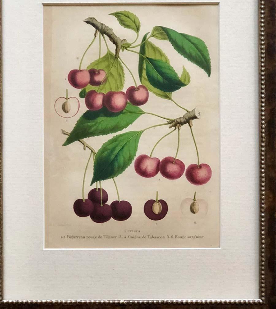 Mid-19th Century Set of Twelve 19th Century Chromolithographs of Fruits