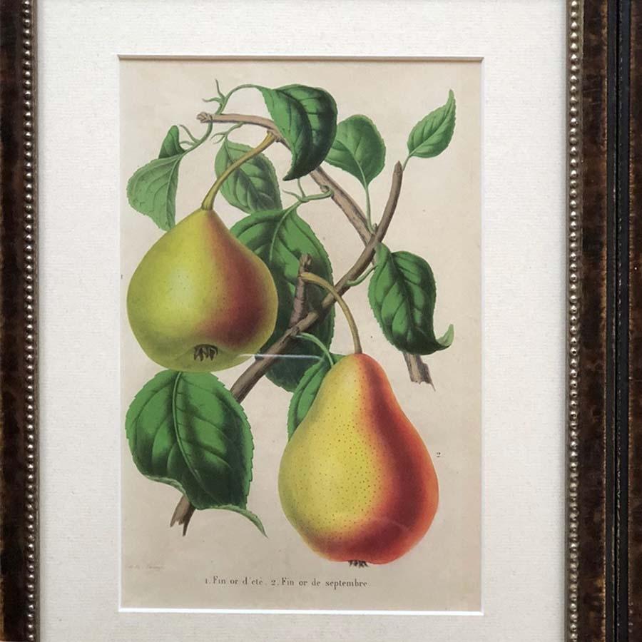 Set of Twelve 19th Century Chromolithographs of Fruits 1