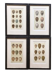 Set of Twelve 19th Century Eggs by Henry Seebohm, 1896