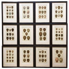 Set of Twelve 19th Century Eggs by Henry Seebohm, 1896