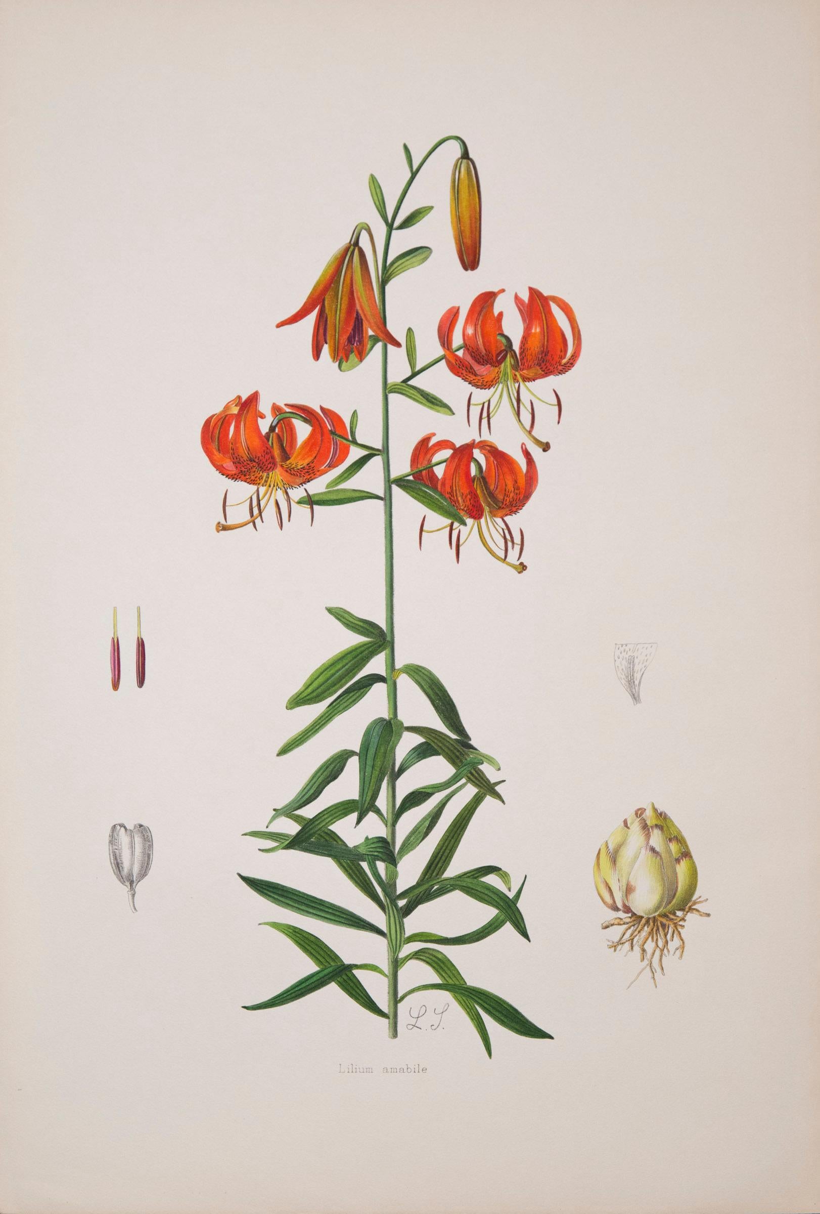 Set of Twelve Antique Botanical Prints of Lilies 2