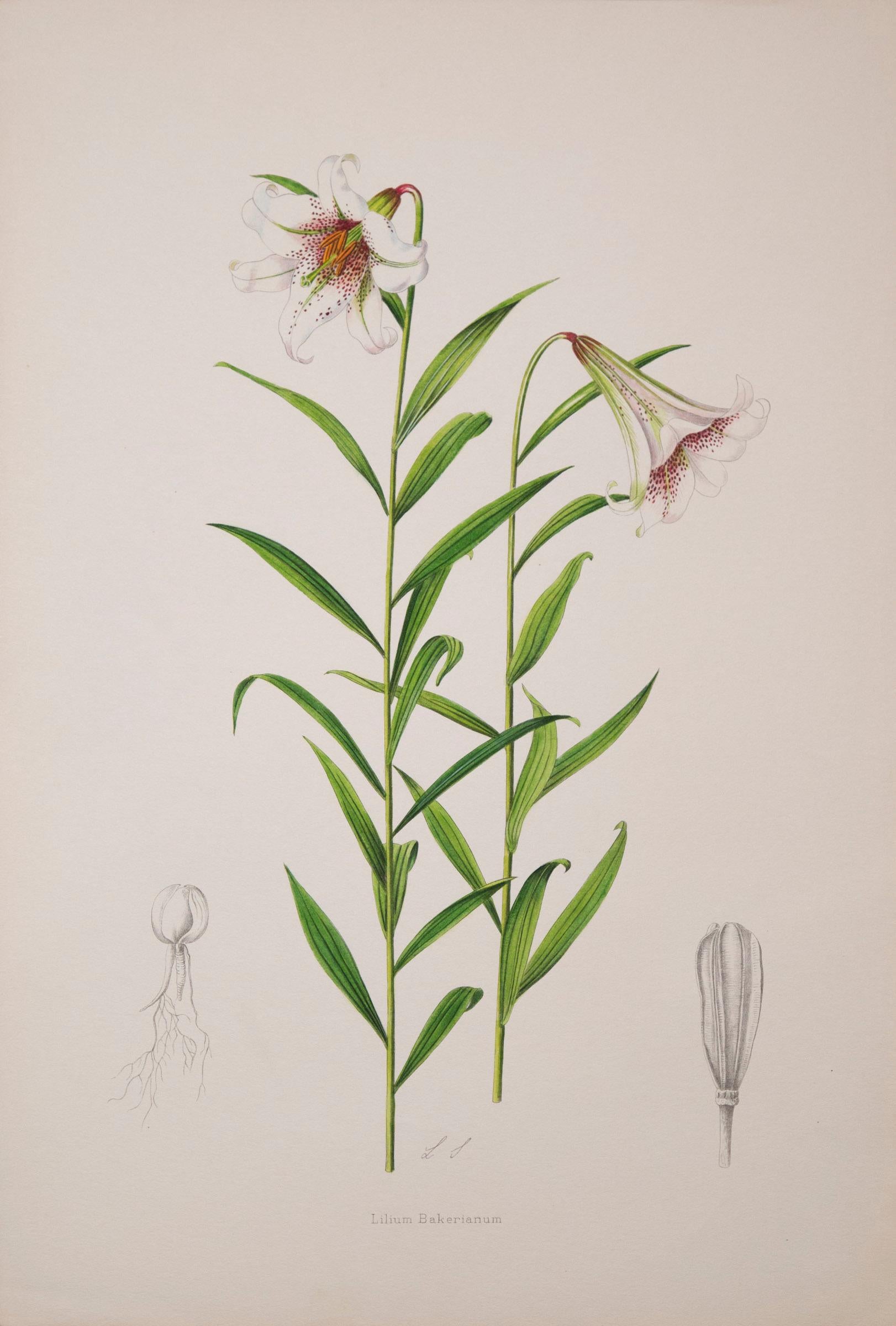 Set of Twelve Antique Botanical Prints of Lilies 3