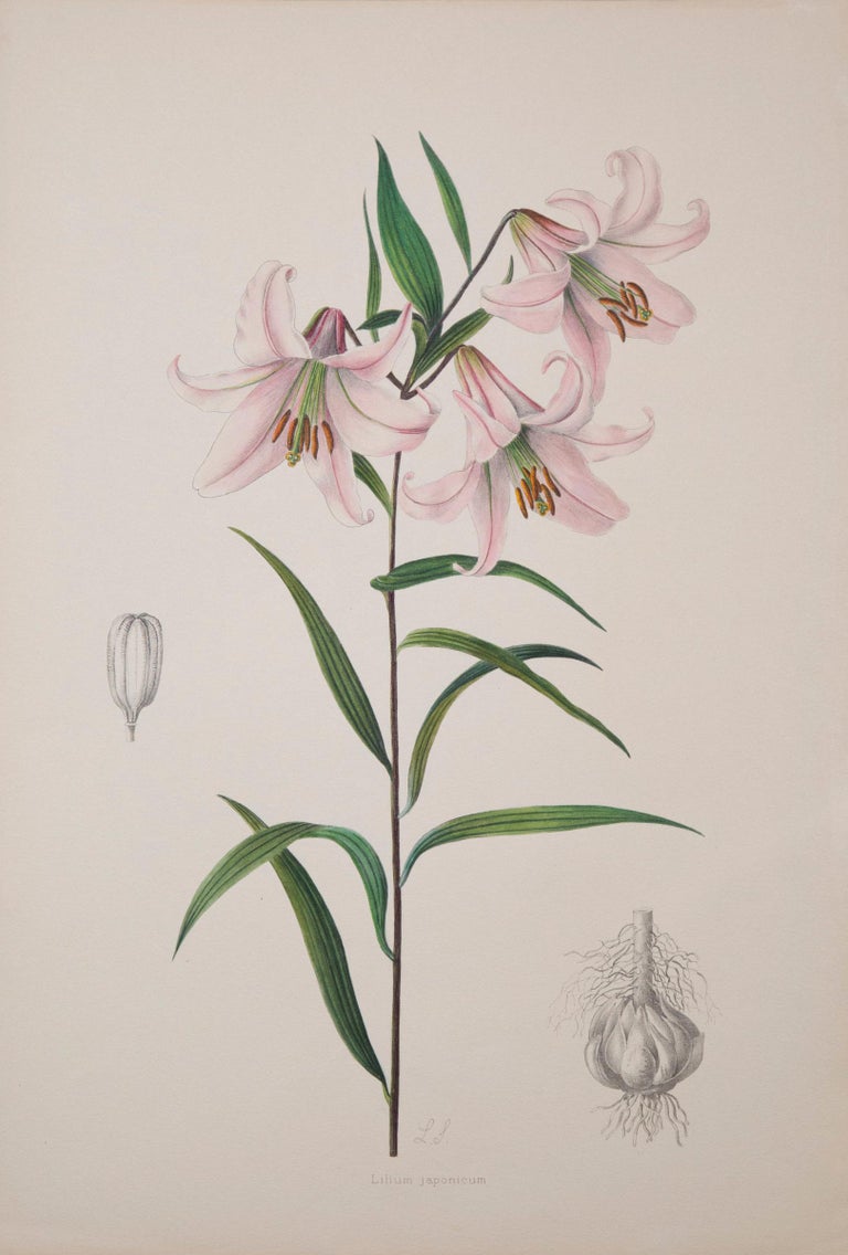 Set of Twelve Antique Botanical Prints of Lilies 4