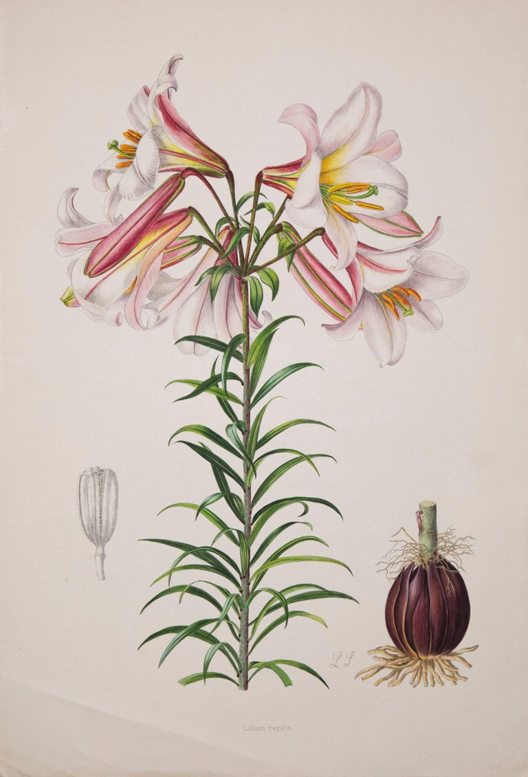 Set of Twelve Antique Botanical Prints of Lilies 5