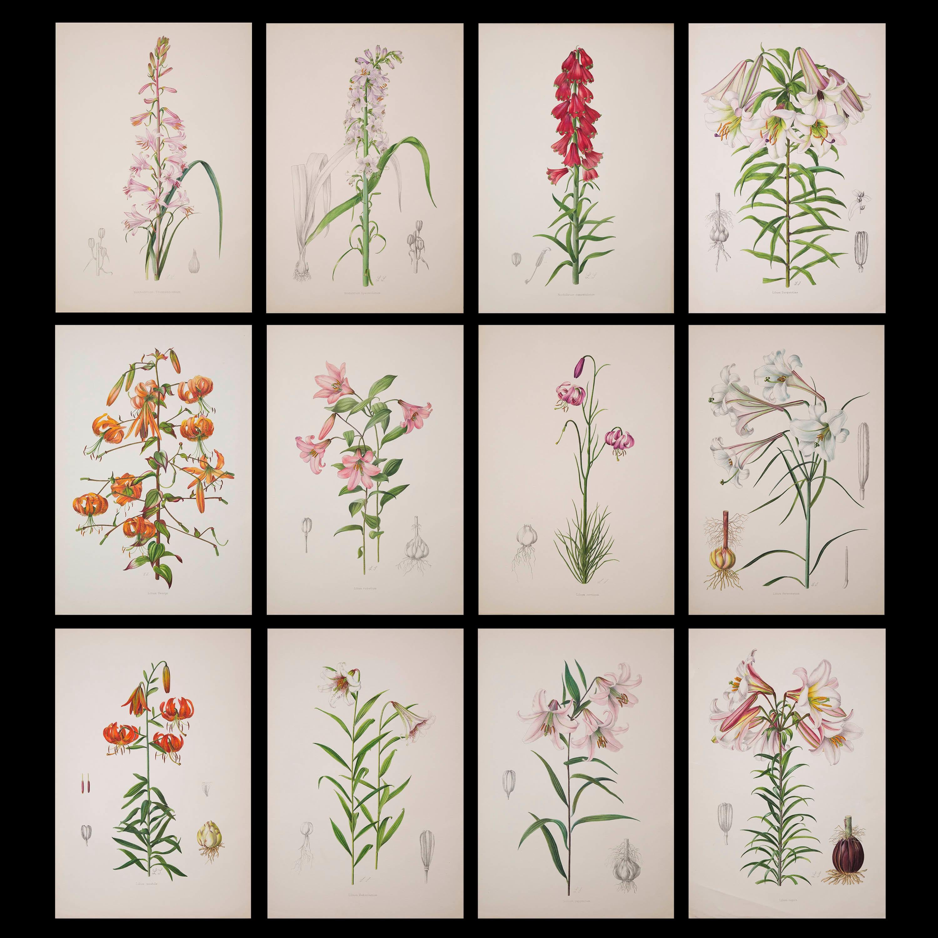 Set of Twelve Antique Botanical Prints of Lilies 6