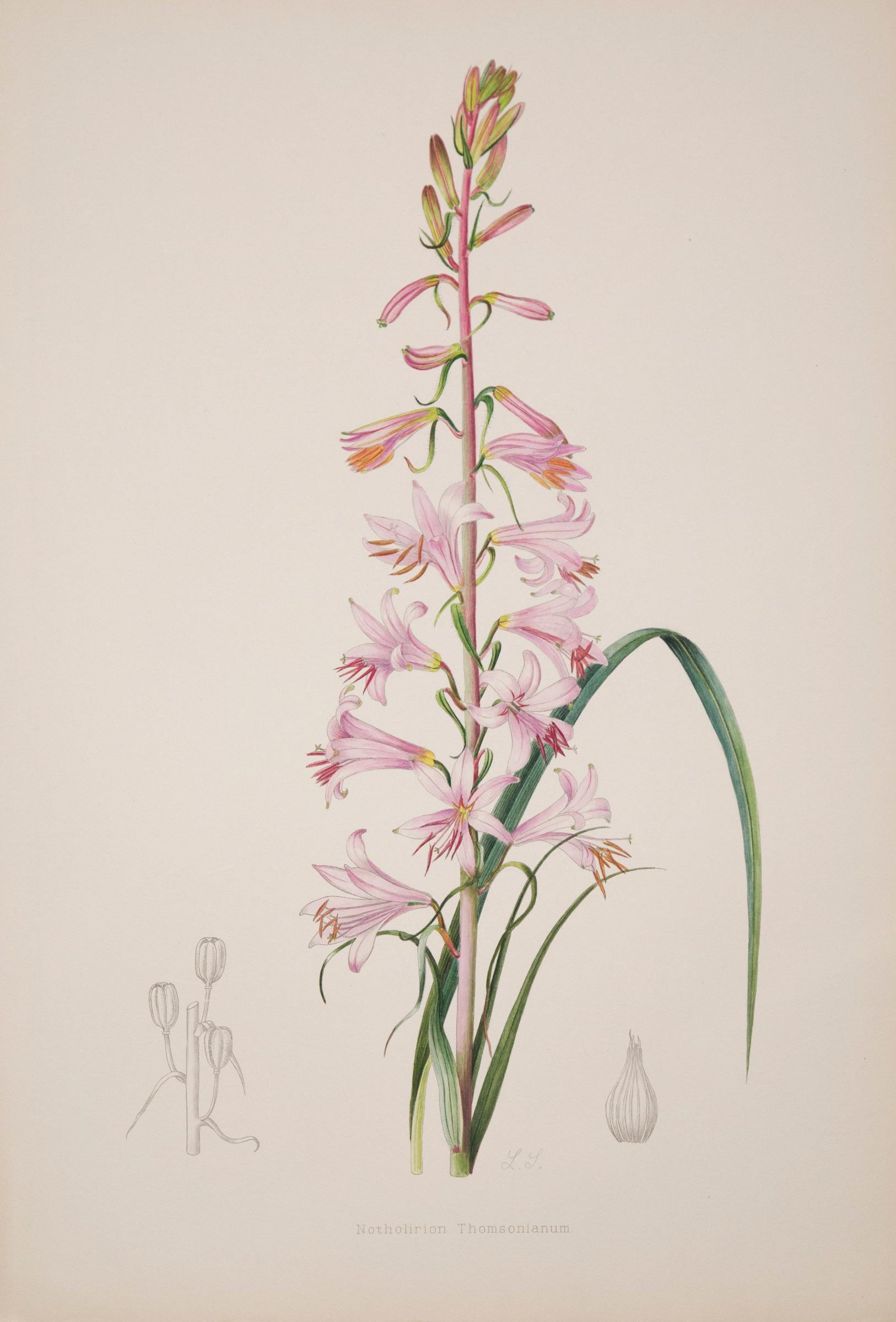 A set of six of exceptional quality lithographs with hand-coloring from A Supplement to Elwes' Monograph of the Genus Lilium, after Lillian Snelling, 1933-40, on wove papers, published by A. Grove, and A.D. Cotton, London

Why we like