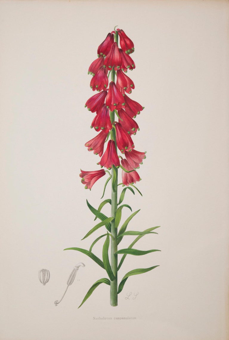 English Set of Twelve Antique Botanical Prints of Lilies