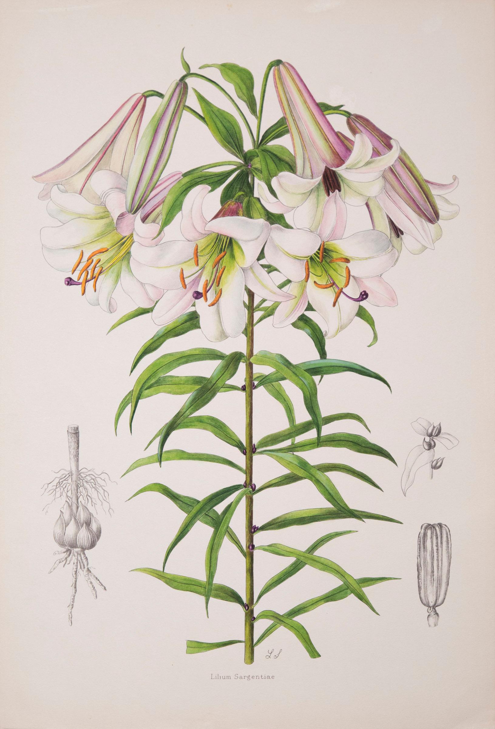 Engraved Set of Twelve Antique Botanical Prints of Lilies