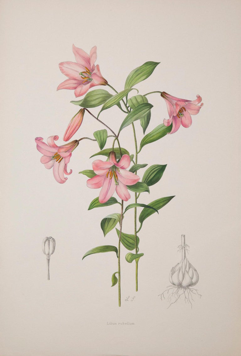 20th Century Set of Twelve Antique Botanical Prints of Lilies