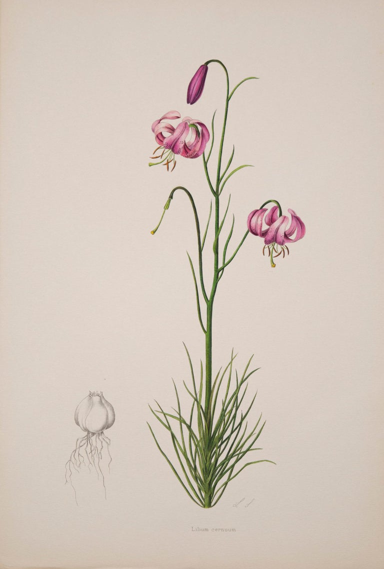 Paper Set of Twelve Antique Botanical Prints of Lilies