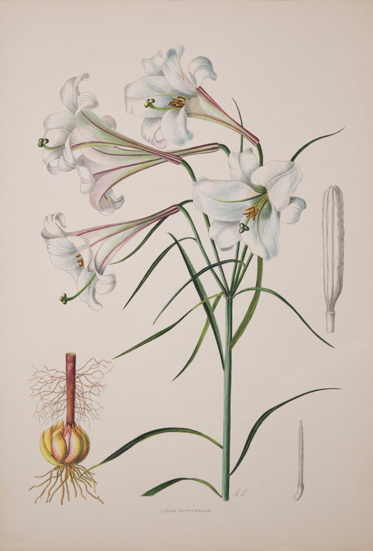 Set of Twelve Antique Botanical Prints of Lilies 1