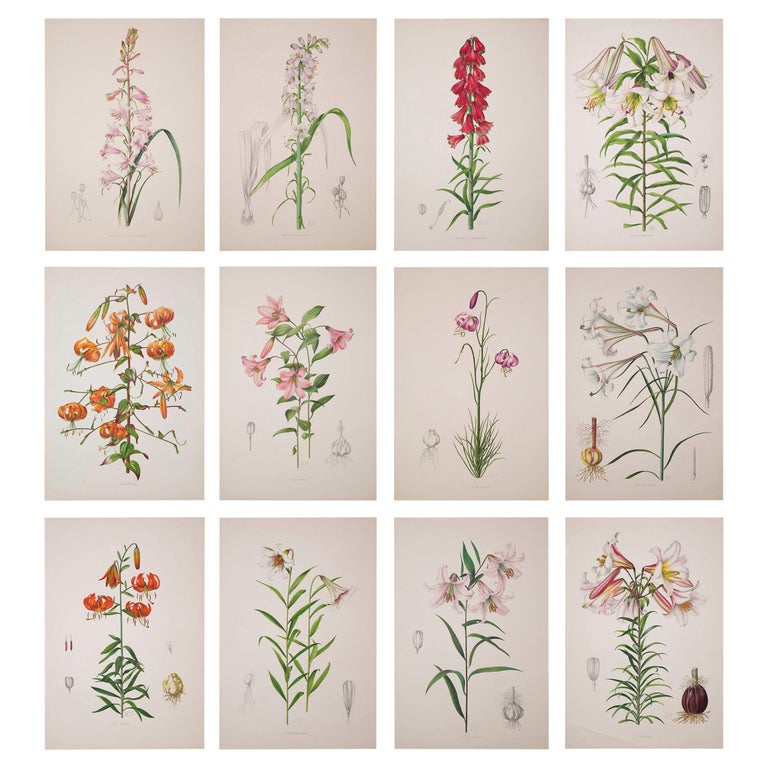 Set of Twelve Antique Botanical Prints, J.H. Elwes, 1877 For Sale at