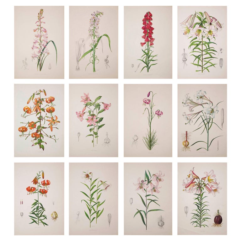 Set of Twelve Antique Botanical Prints of Lilies