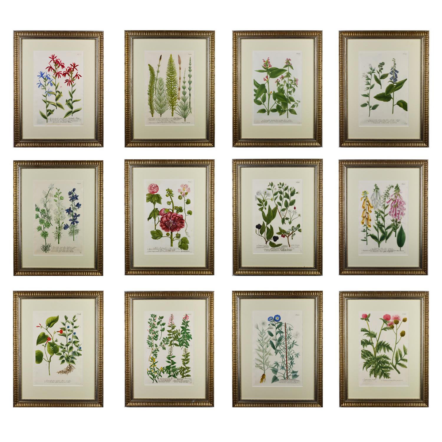 A set of 12 Botanical engravings by Johann Wilhelm Weinmann from the rare first edition of ‘Pytanthoza Iconographia’. This was a pioneering work as it made successful use of the color-printed mezzotint process retouched in transparent or opaque