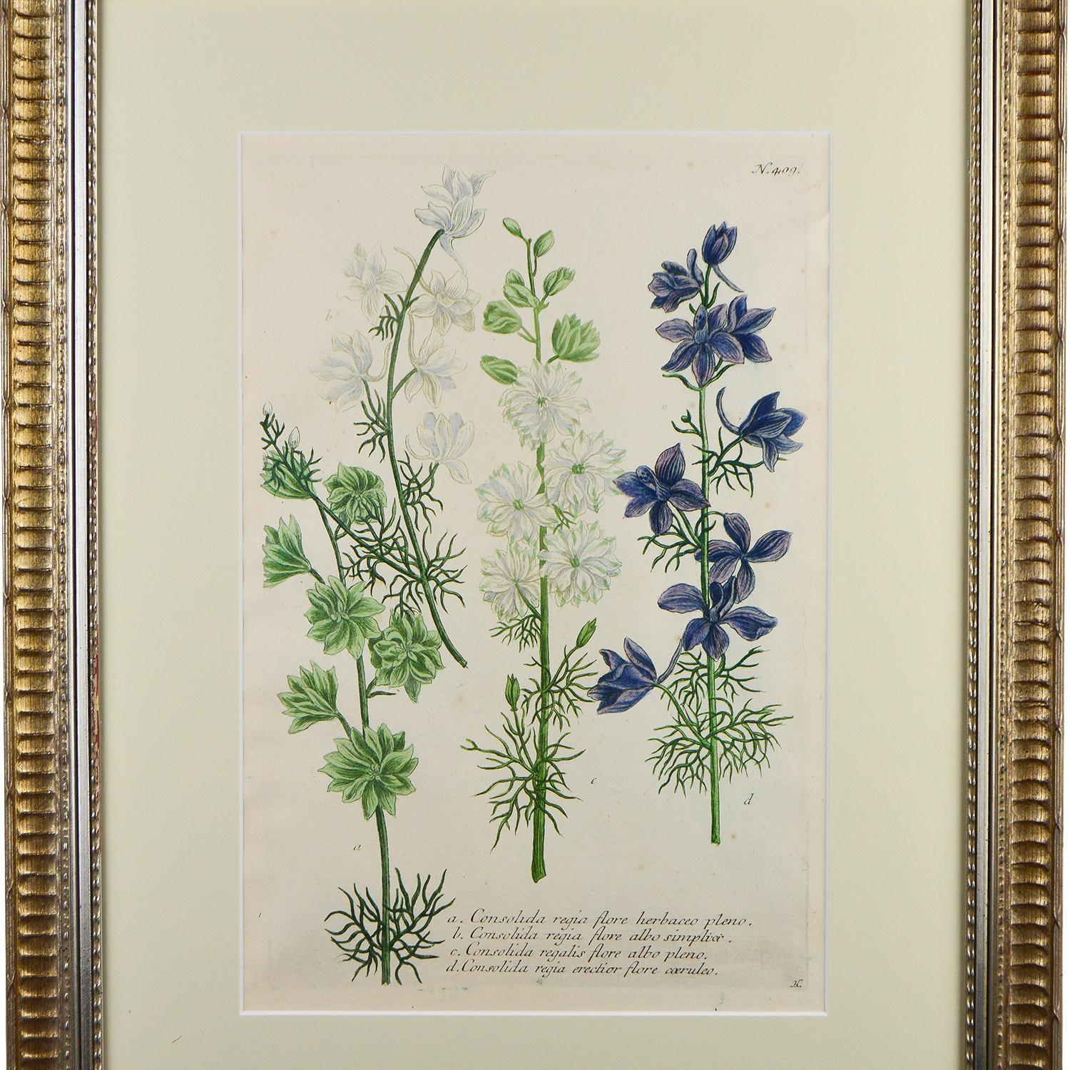 18th Century and Earlier Set of Twelve Botanical Engravings by Johann Weinmann