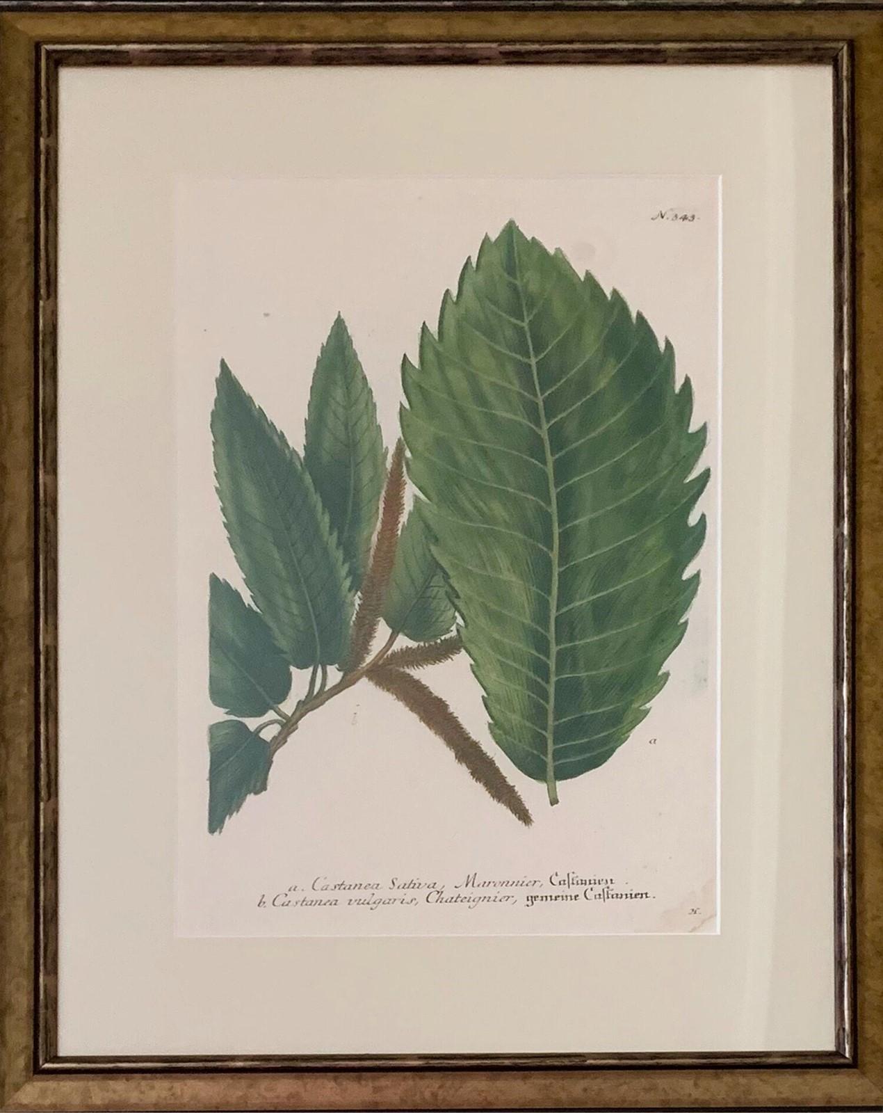 Set of Twelve Botanical Engravings by Johann Weinmann In Good Condition In Tetbury, Gloucestershire