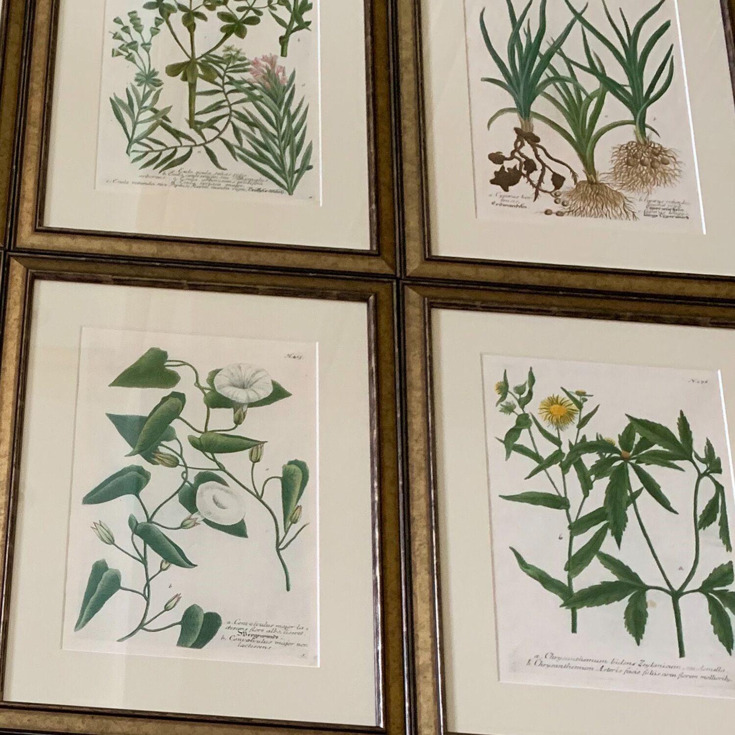 Paper Set of Twelve Botanical Engravings by Johann Weinmann