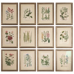 Set of Twelve Botanical Engravings by Johann Weinmann