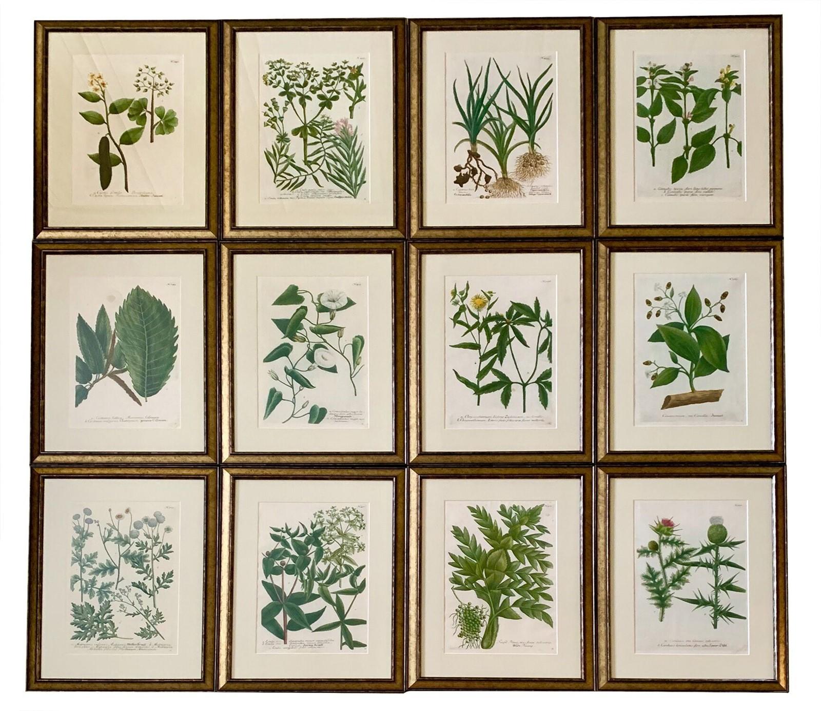 Set of Twelve Botanical Engravings by Johann Weinmann