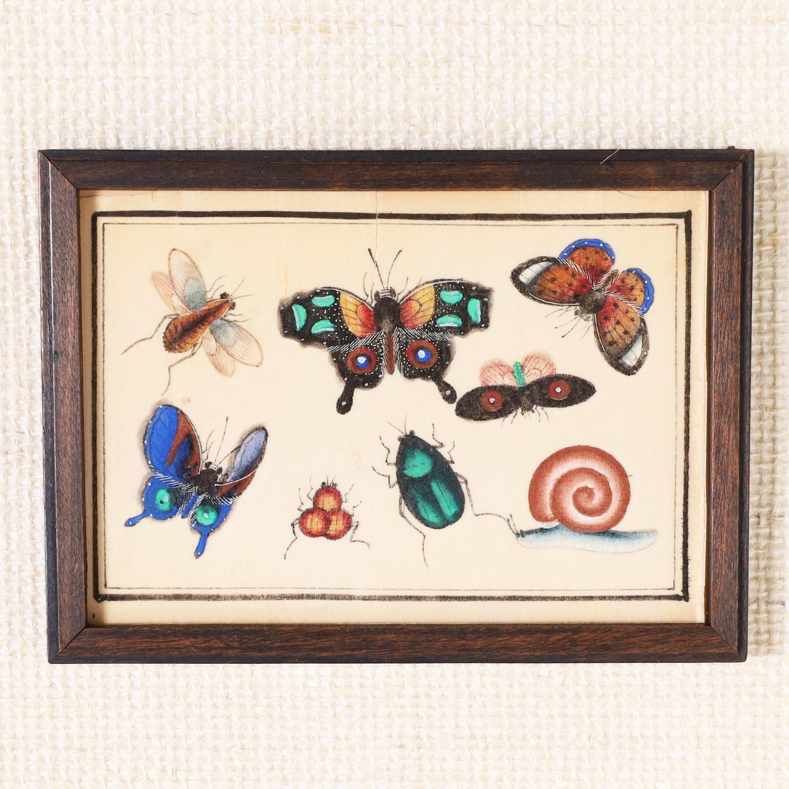 Hand-Painted Set of Twelve Chinese Watercolors on Pith Paper of Insects For Sale