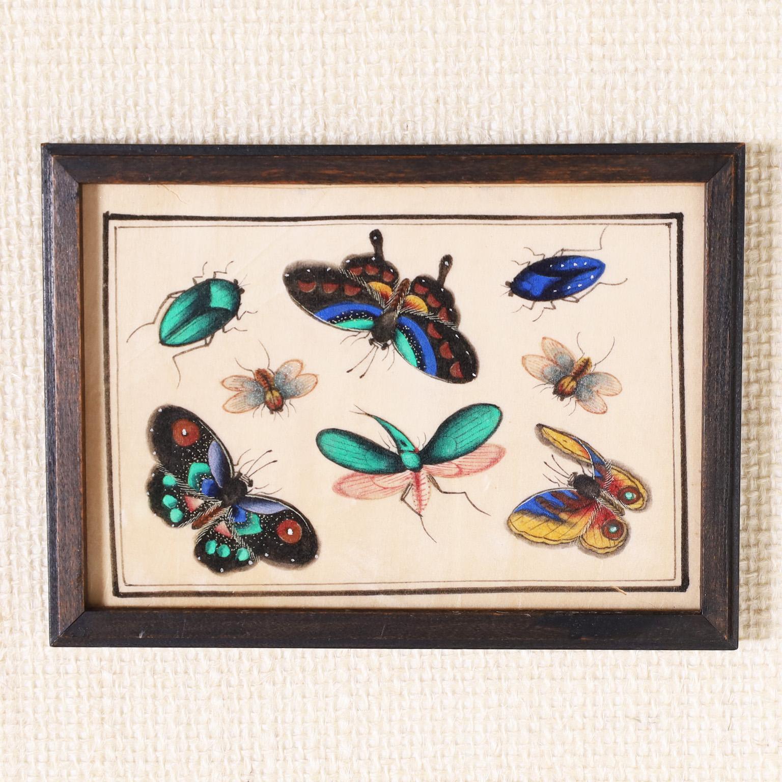 Set of Twelve Chinese Watercolors on Pith Paper of Insects In Good Condition In Palm Beach, FL