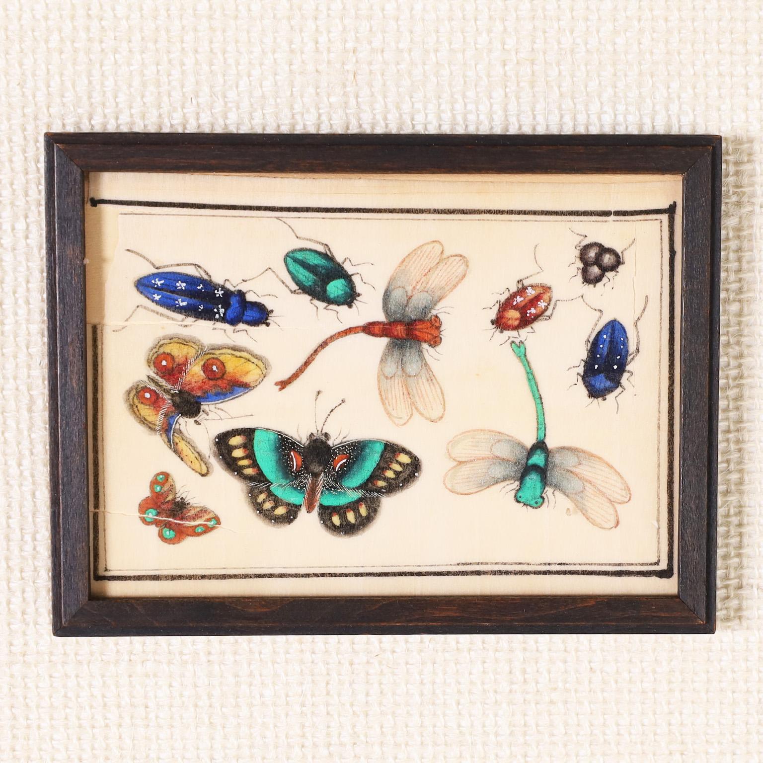 19th Century Set of Twelve Chinese Watercolors on Pith Paper of Insects For Sale