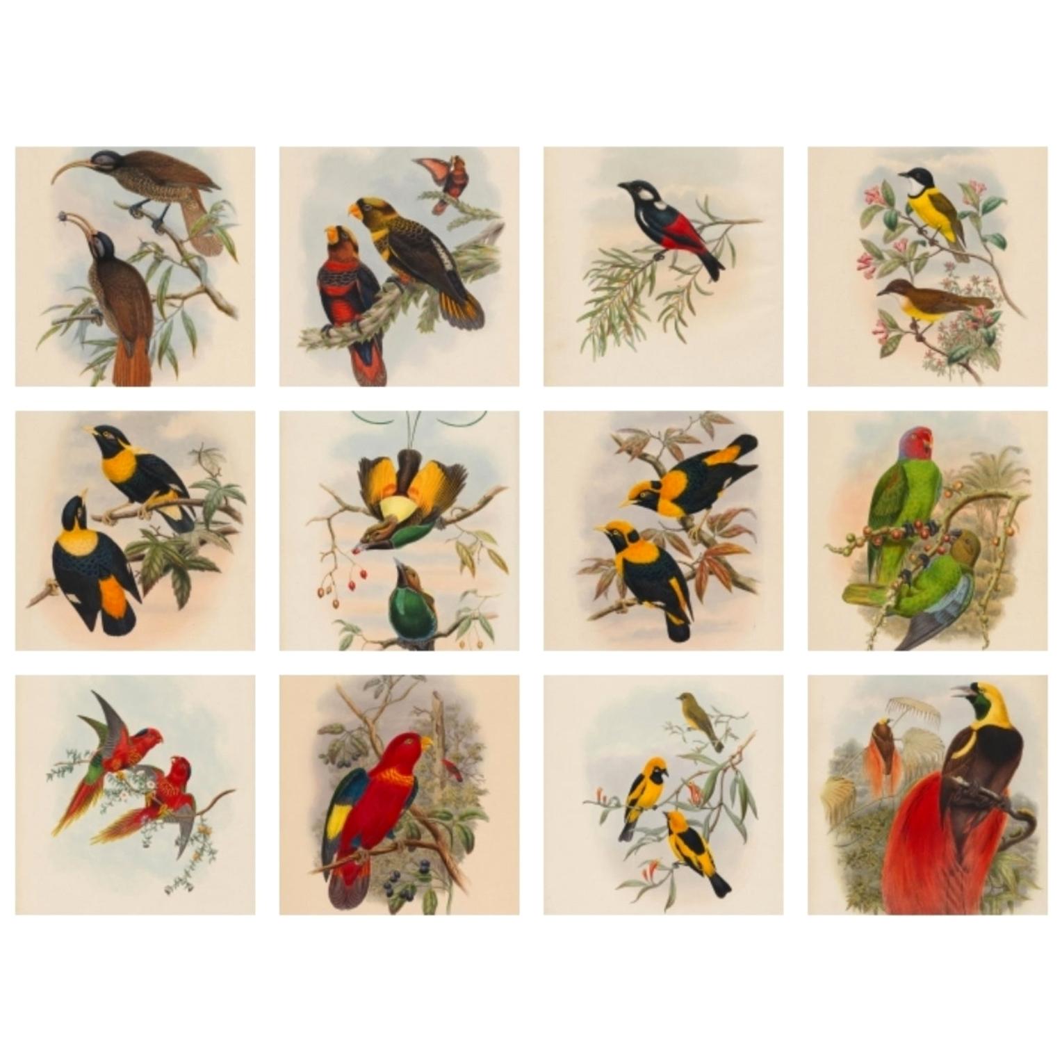 Set of Twelve Cream Mounted New Guinea Bird Pictures Prints John Gould 1804-1881