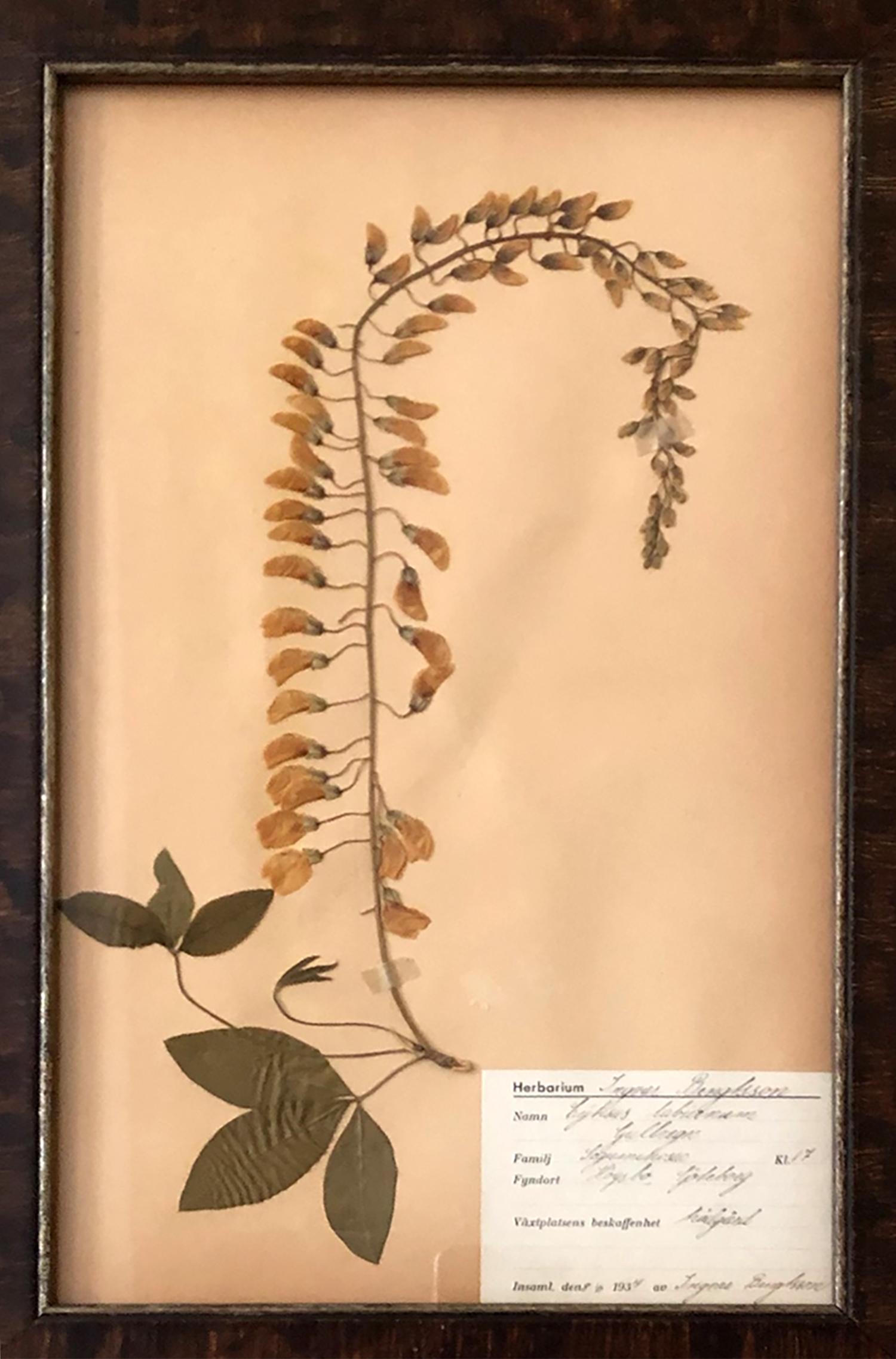 Set of Twelve Decorative Framed Swedish Herbarium In Good Condition In Tetbury, Gloucestershire