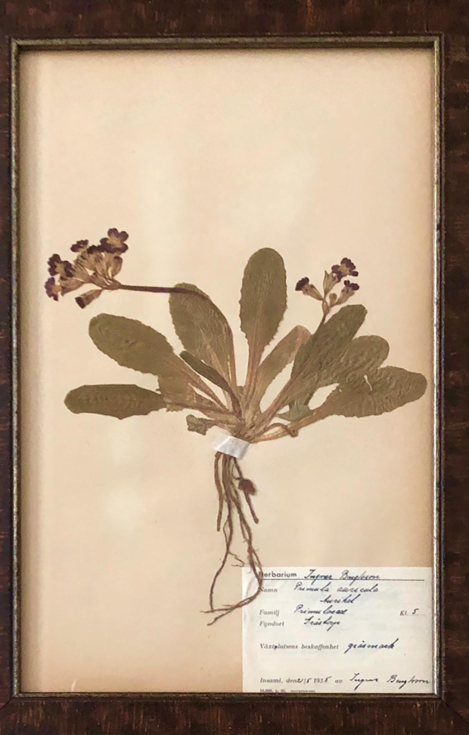 20th Century Set of Twelve Decorative Framed Swedish Herbarium