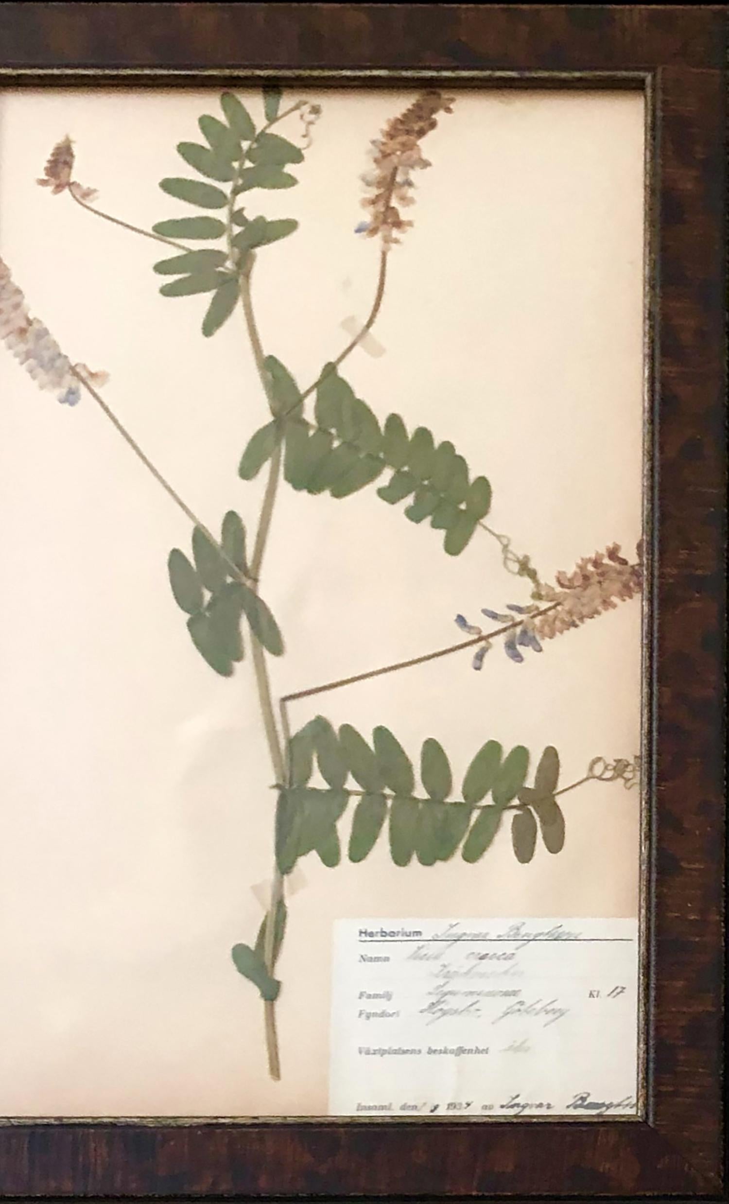 Paper Set of Twelve Decorative Framed Swedish Herbarium
