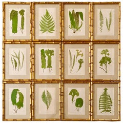 Set of Twelve Framed Hand Colored Fern Prints by E.J. Lowe