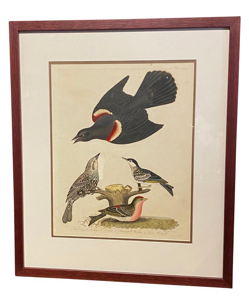 Known as the father of American ornithology Wilson predates Audubon by 20 years. Done between 1808-1814. He drew most of the birds himself and his engraver was Alexander Lawson. All newly framed and matted.