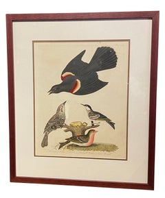 Set of Twelve Hand Colored Engravings of Birds by Alexander Wilson