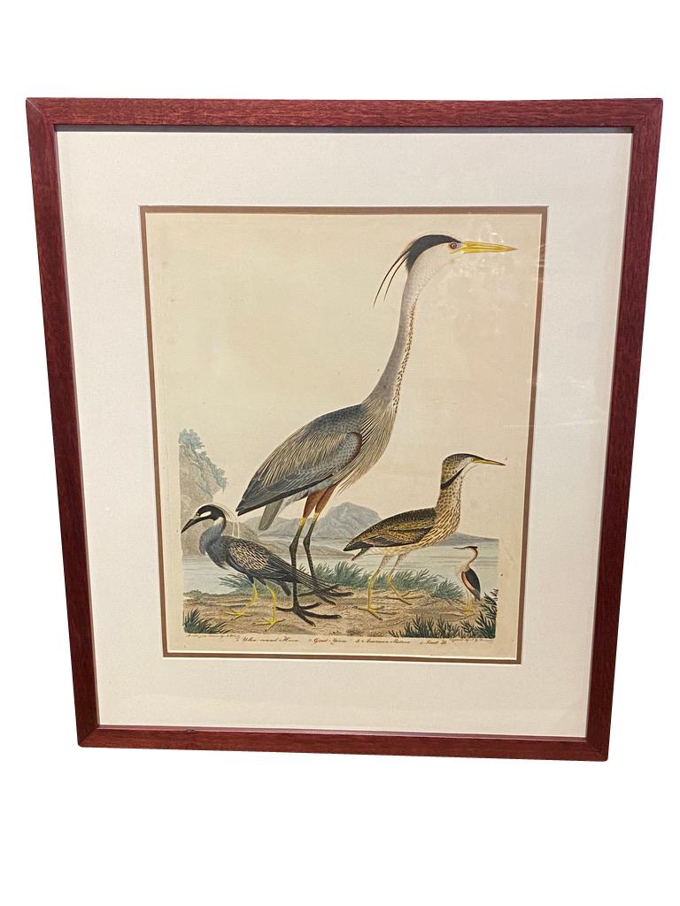 alexander wilson bird prints