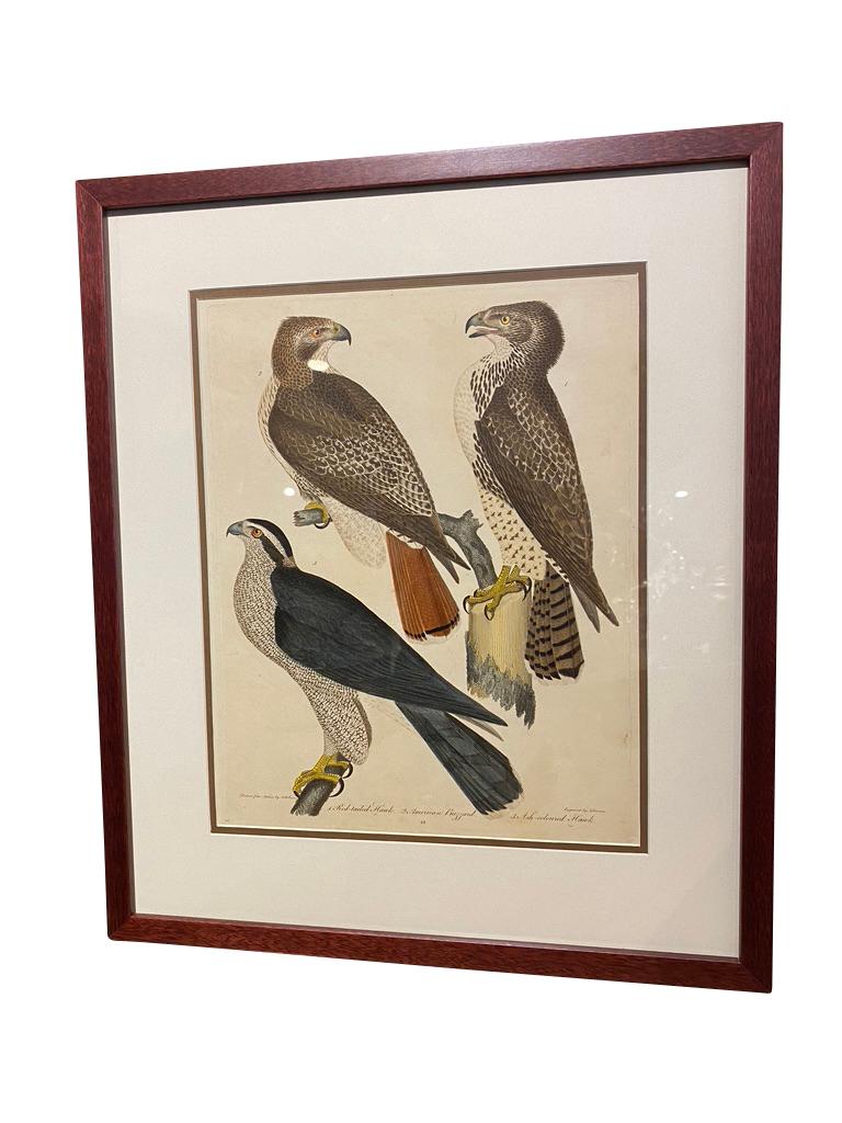 Set of Twelve Hand Colored Engravings of Birds by Alexander Wilson In Good Condition In Essex, MA