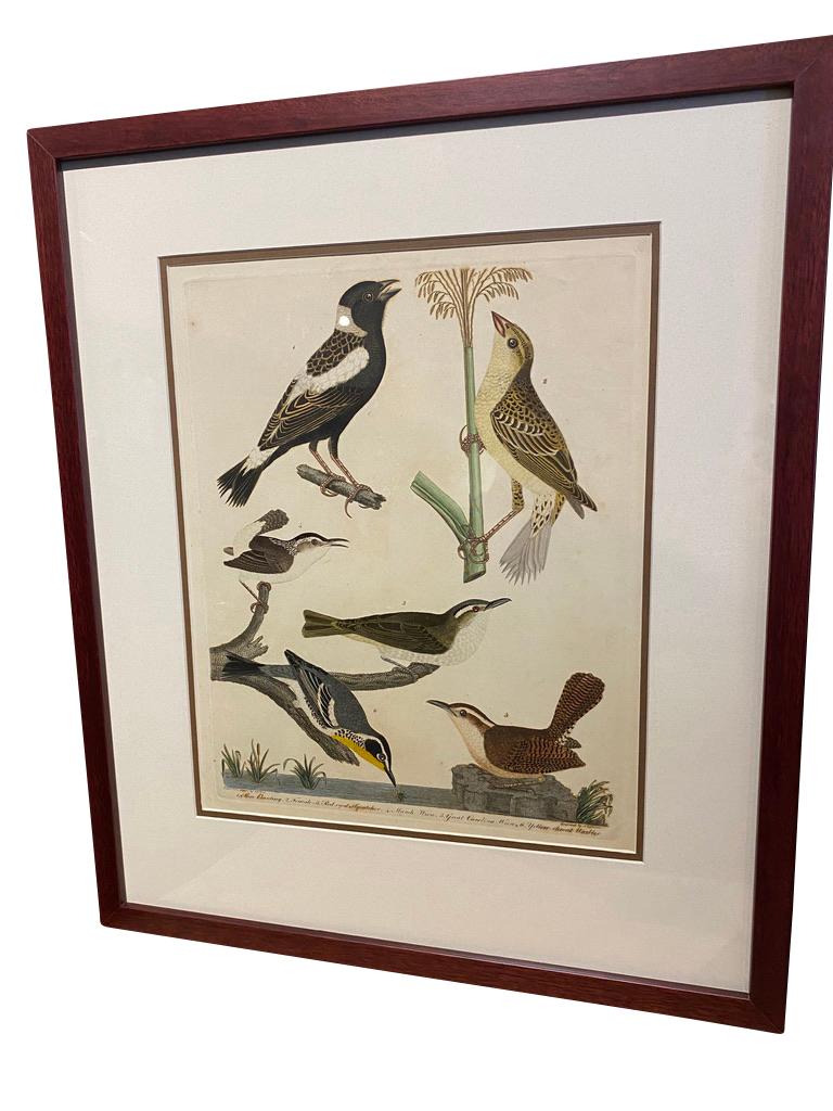 Early 19th Century Set of Twelve Hand Colored Engravings of Birds by Alexander Wilson