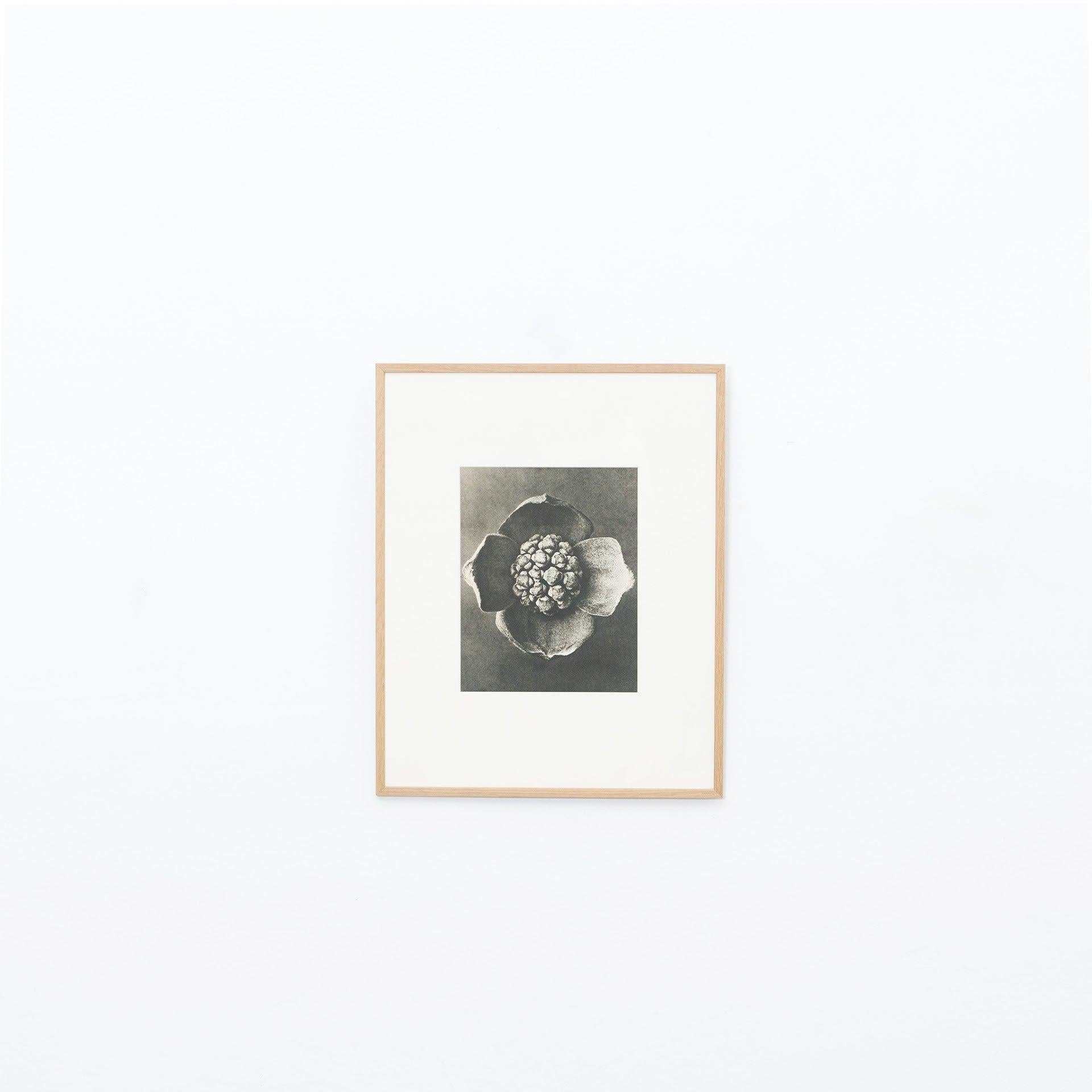 Set of Twelve Karl Blossfeldt Black White Photogravure Botanic Photography, 1942 For Sale 3
