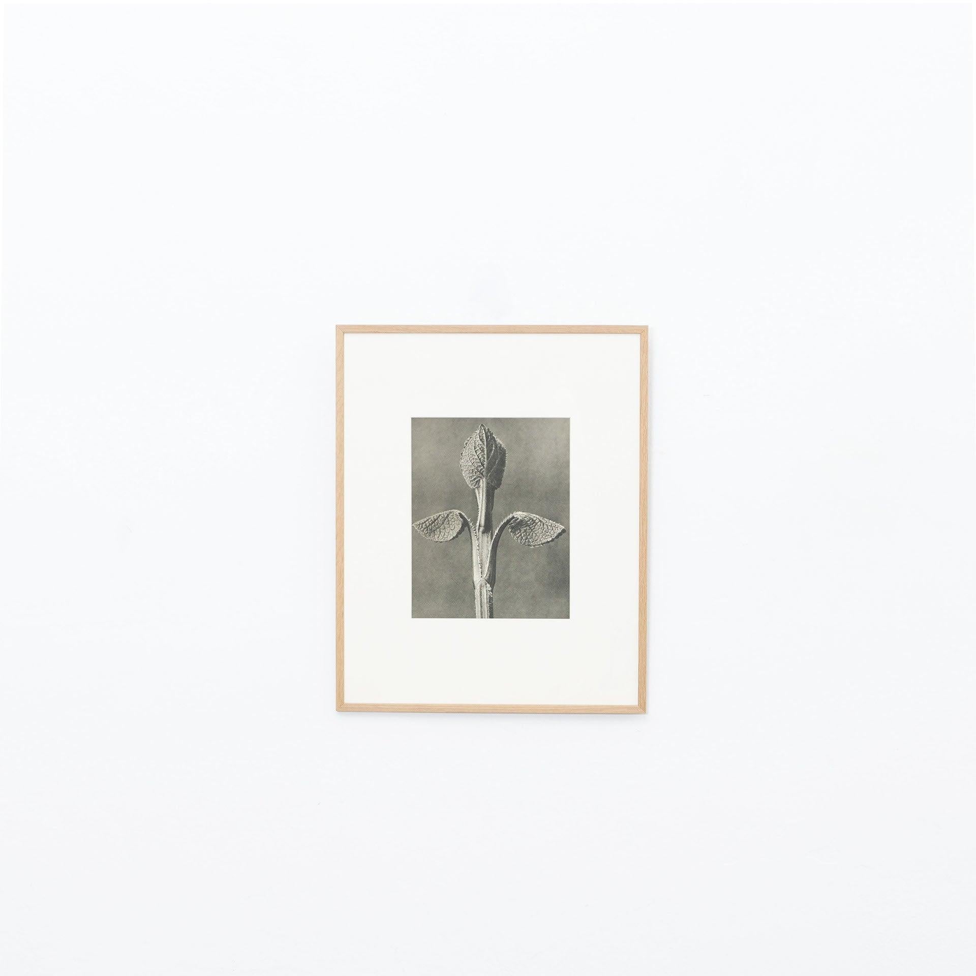 Set of Twelve Karl Blossfeldt Black White Photogravure Botanic Photography, 1942 For Sale 3