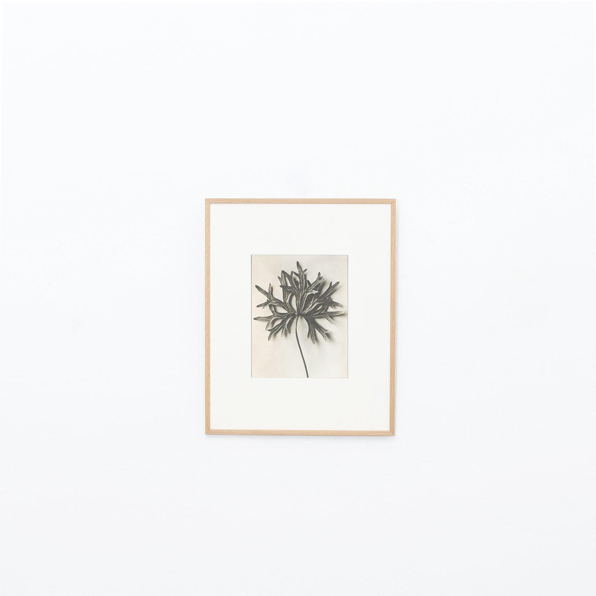 Set of Twelve Karl Blossfeldt Black White Photogravure Botanic Photography, 1942 For Sale 5