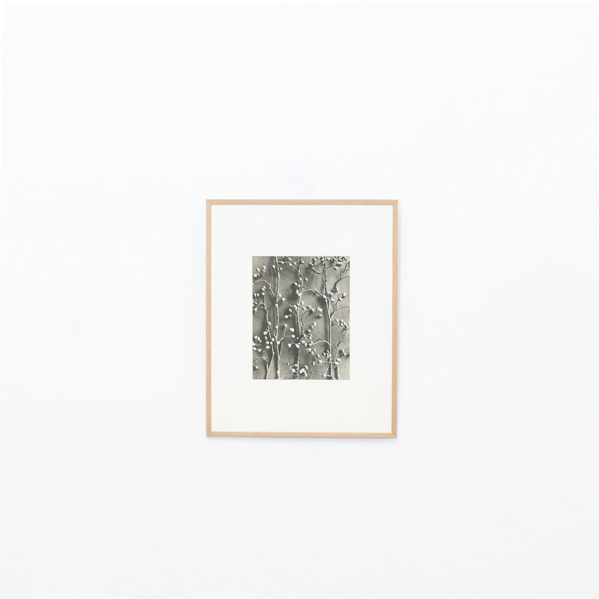 Set of Twelve Karl Blossfeldt Black White Photogravure Botanic Photography, 1942 For Sale 6