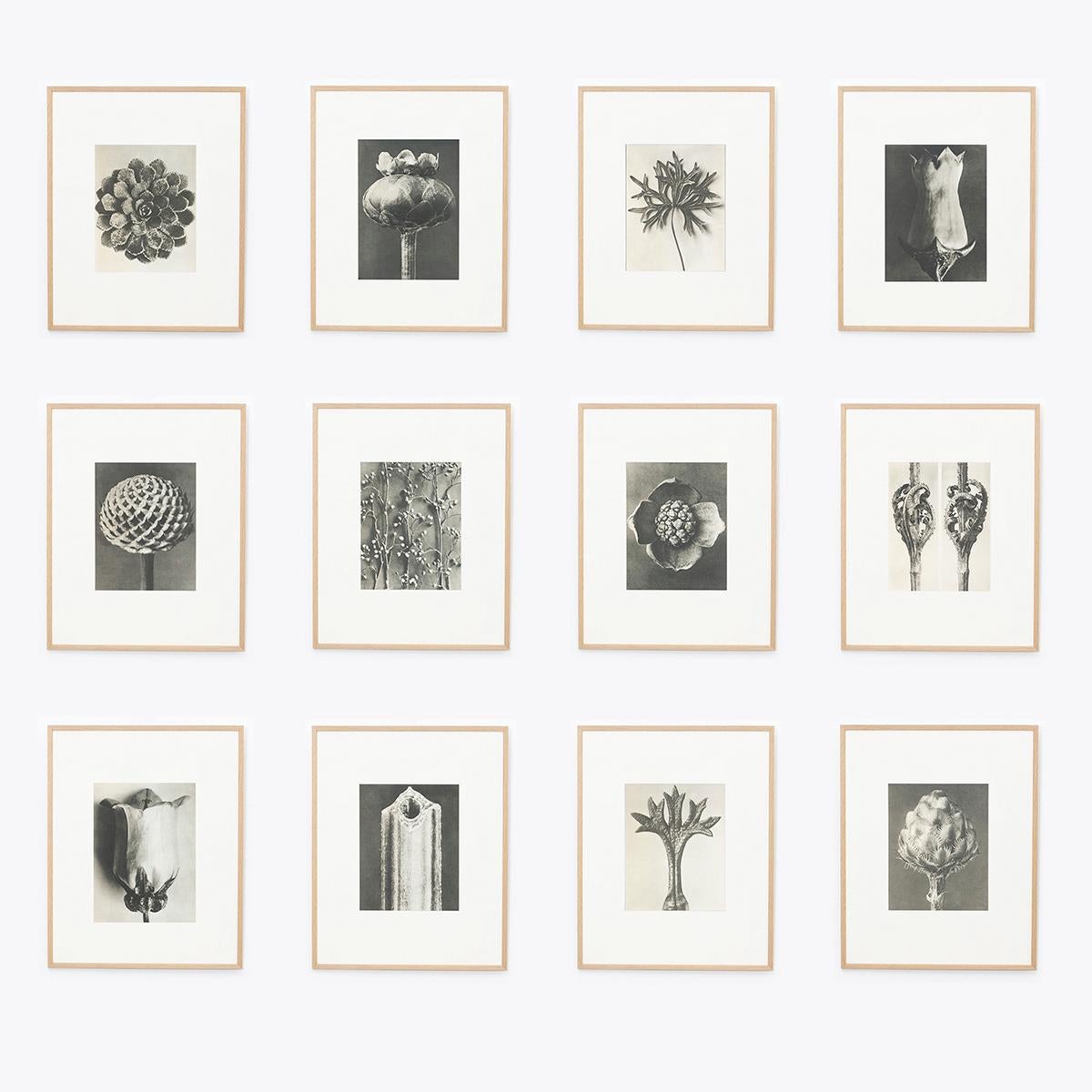 Set of twelve black and white photogravure.
Karl Blossfeldt photogravure from the edition of the book 'Wunder in der Natur' in 1942.

In original condition, with minor wear consistent with age and use, preserving a beautiful patina.

Karl