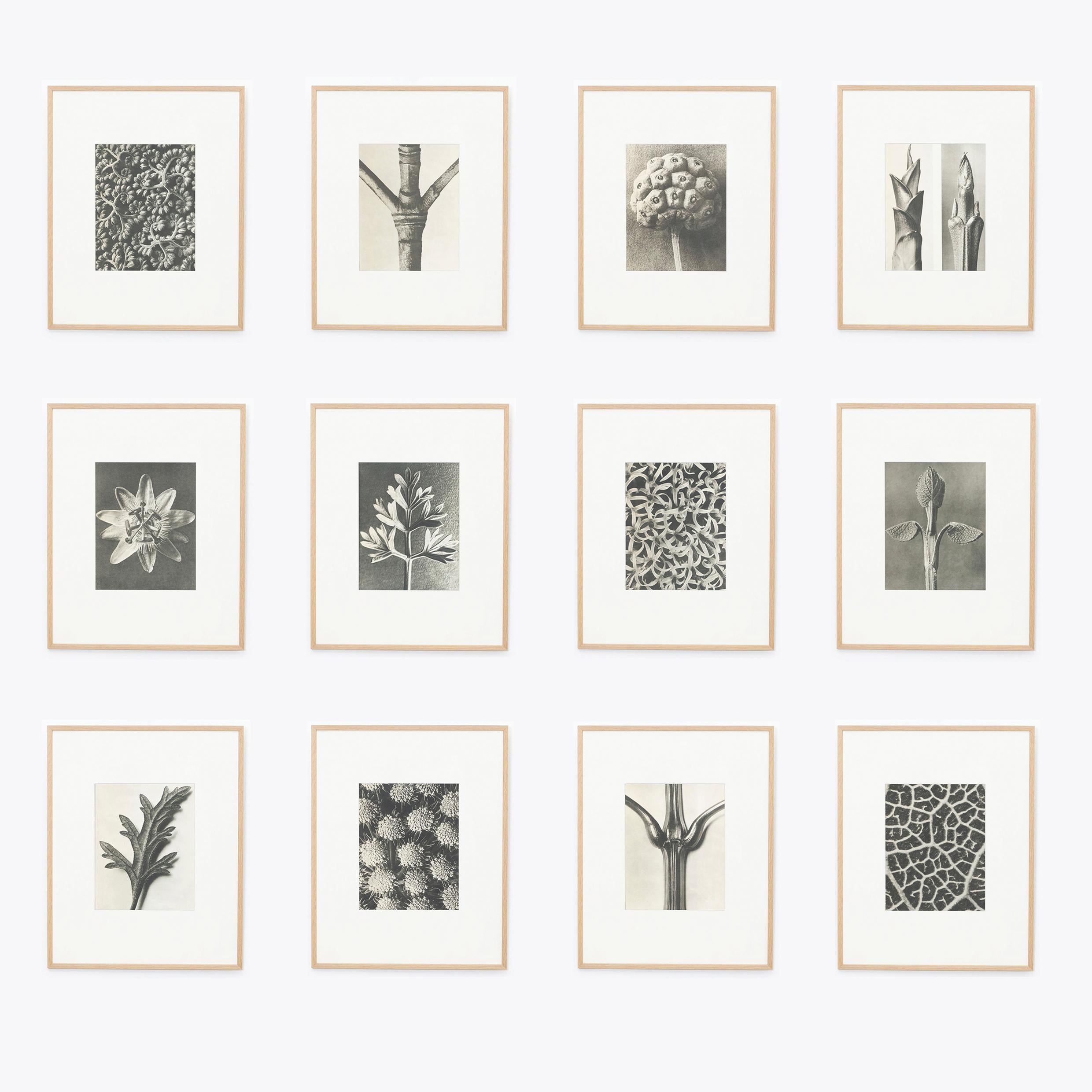 Set of twelve black and white photogravures.
Karl Blossfeldt Photogravure from the edition of the book 'Wunder in der Natur' in 1942.

In original condition, with minor wear consistent with age and use, preserving a beautiful patina.

Karl