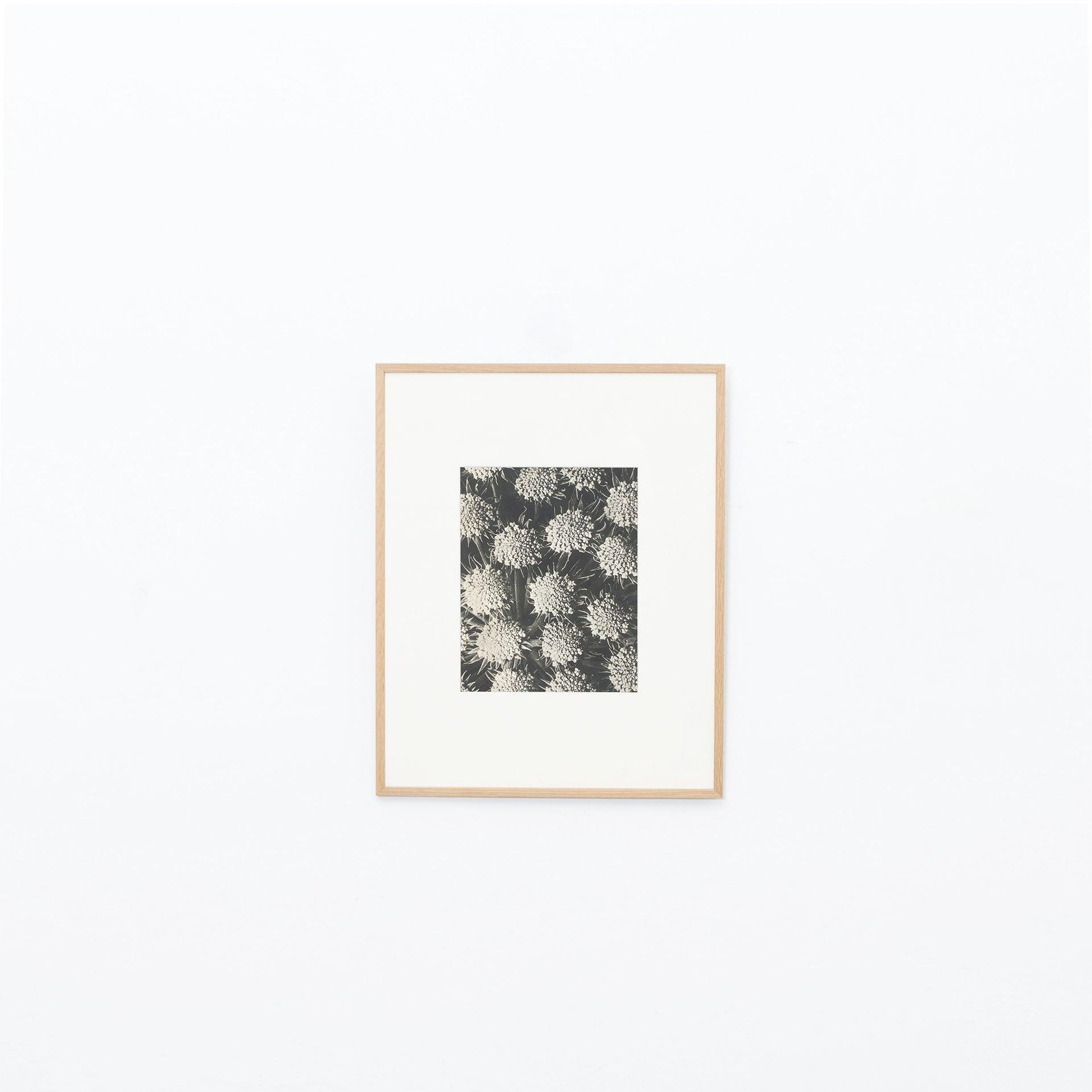 Mid-Century Modern Set of Twelve Karl Blossfeldt Black White Photogravure Botanic Photography, 1942 For Sale