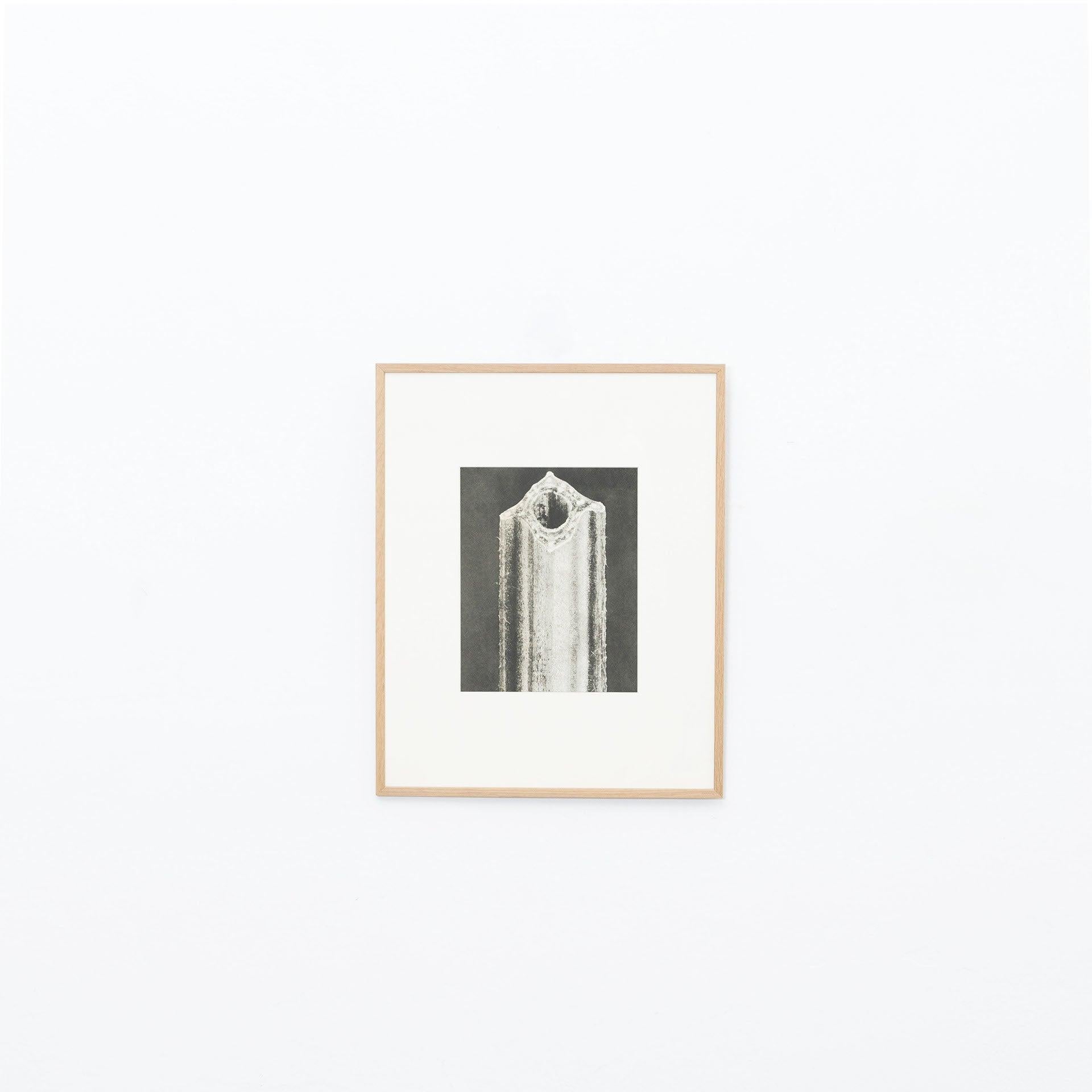 Satz von zwölf Karl Blossfeldt Schwarz-Weiß-Fotogravur- Botanic Photography, 1942 (Spanisch) im Angebot