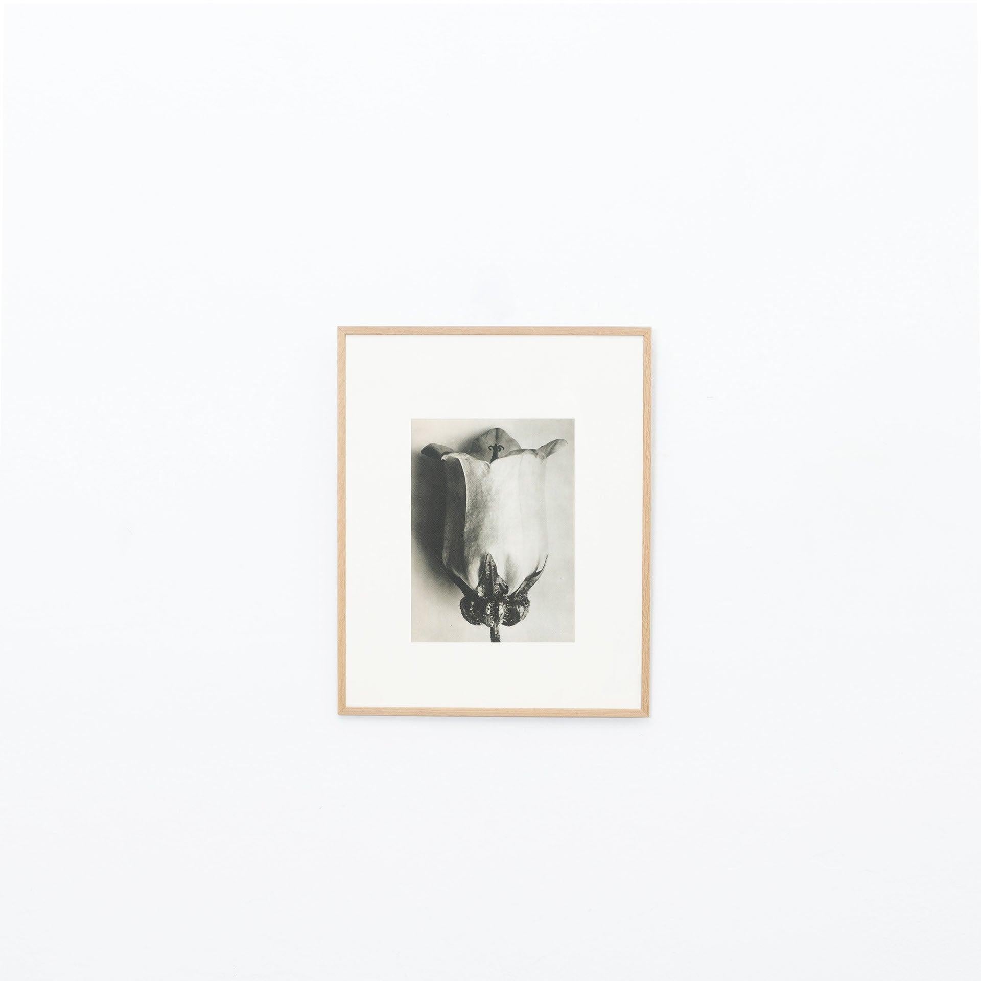 Mid-20th Century Set of Twelve Karl Blossfeldt Black White Photogravure Botanic Photography, 1942 For Sale